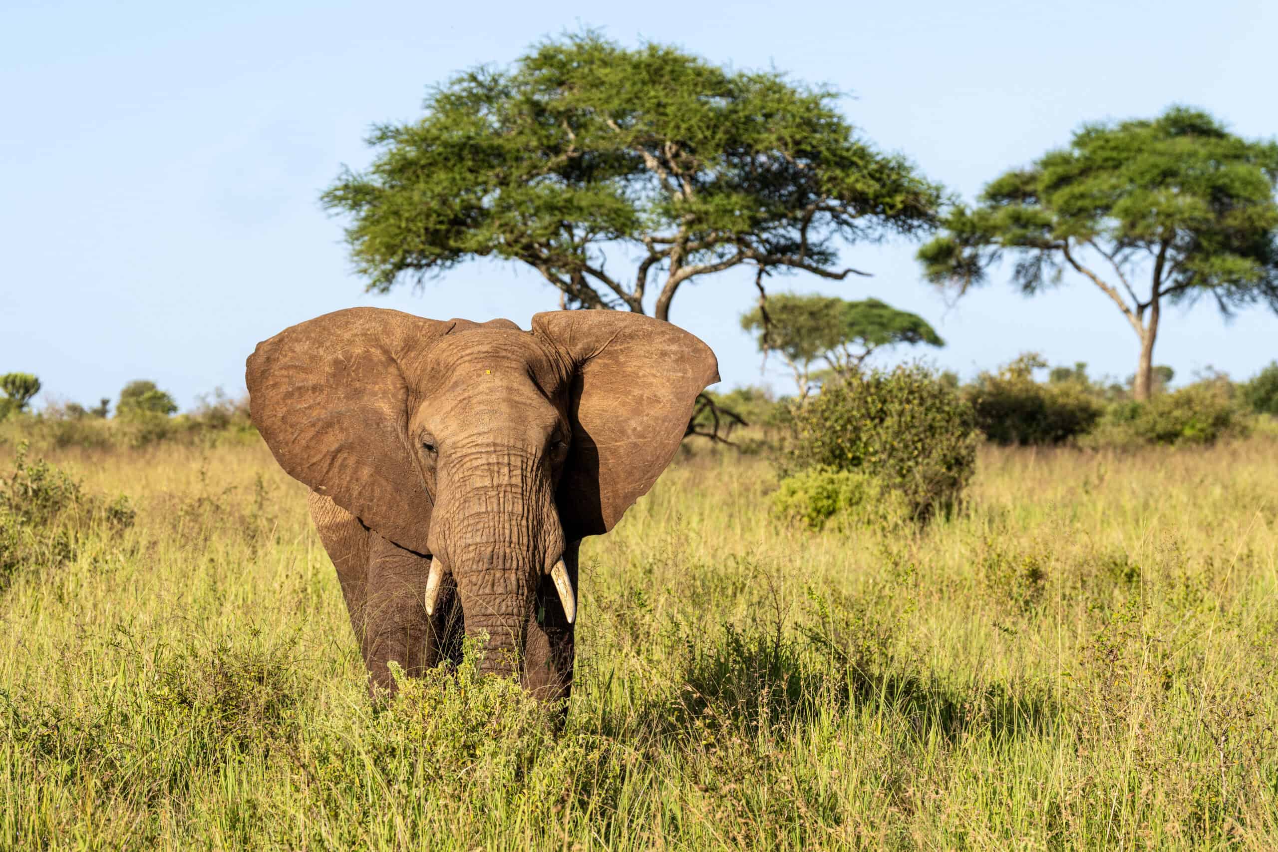 Tarangire National Park